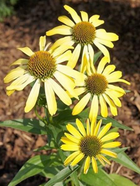 Rudbeckia pourpre 'Cleopatra'
