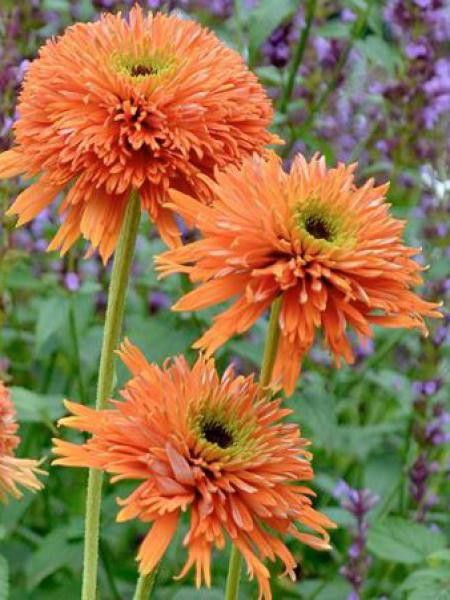 Rudbeckia pourpre 'Colorburst Orange'