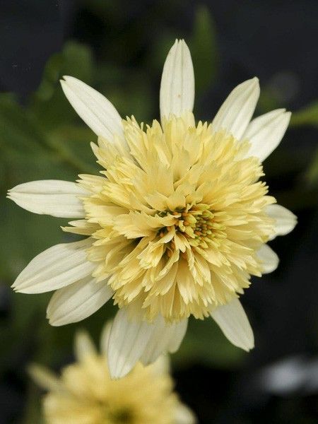 Rudbeckia pourpre 'Coupe Soleil'