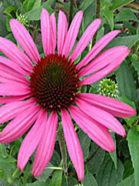 Rudbeckia pourpre 'Elton Knight'