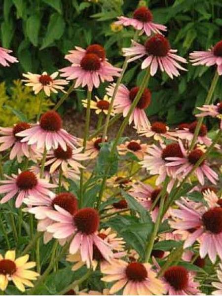 Rudbeckia pourpre 'Evening Glow'