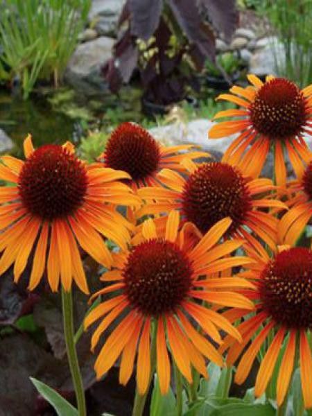 Rudbeckia pourpre 'Flame Thrower'®