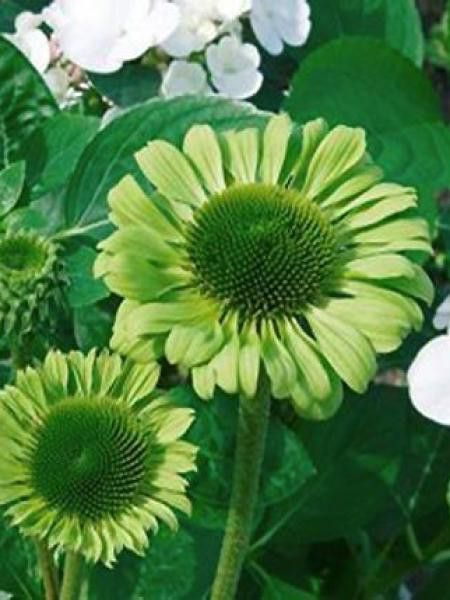 Rudbeckia pourpre 'Green Jewel'
