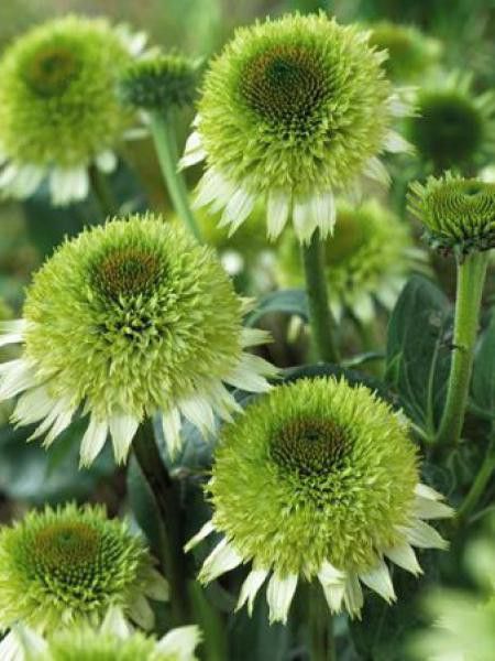 Rudbeckia pourpre 'Greenline'