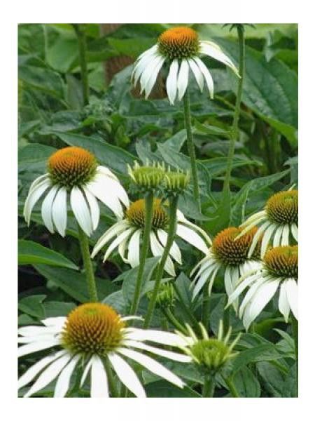 Rudbeckia pourpre 'Happy star'
