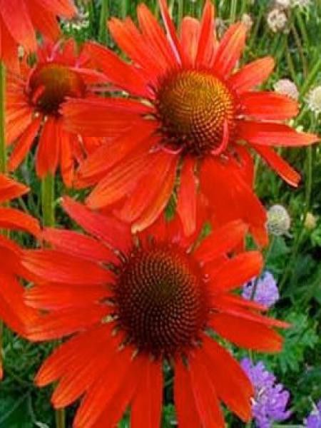 Rudbeckia pourpre 'Hot Lava'