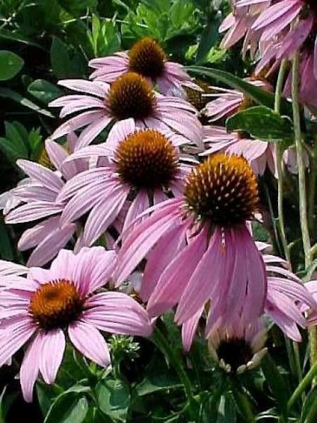 Rudbeckia pourpre 'Leuchtstern'