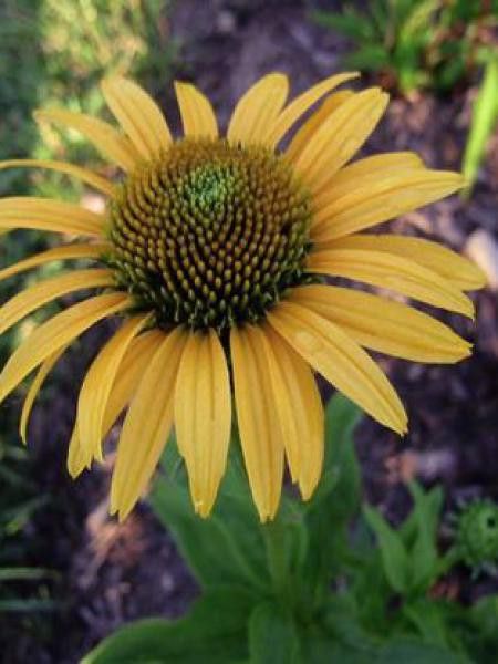 Rudbeckia pourpre 'Mac'n Cheese'®