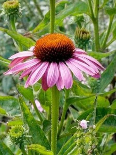 Rudbeckia pourpre 'Magnus Superior'