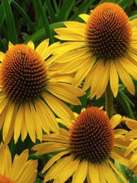 Rudbeckia pourpre 'Maui Sunshine'®