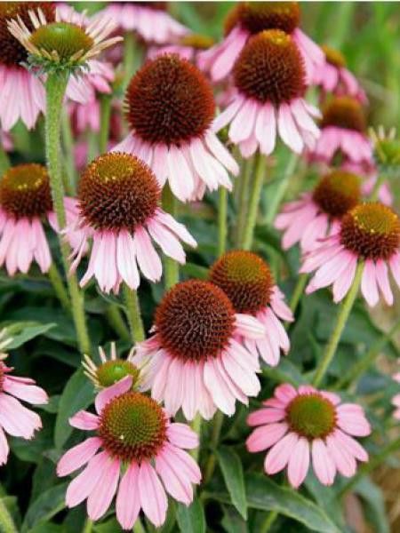 Rudbeckia pourpre 'Meditation'