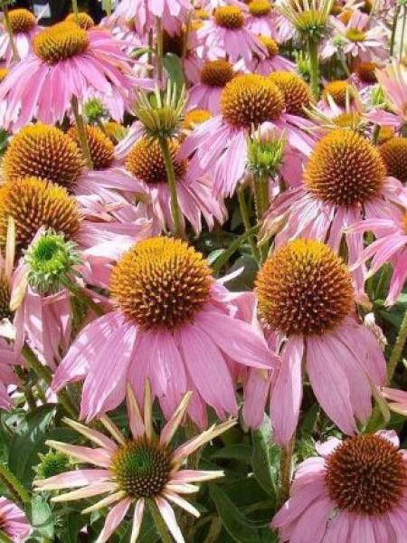 Rudbeckia pourpre 'Mistral'®