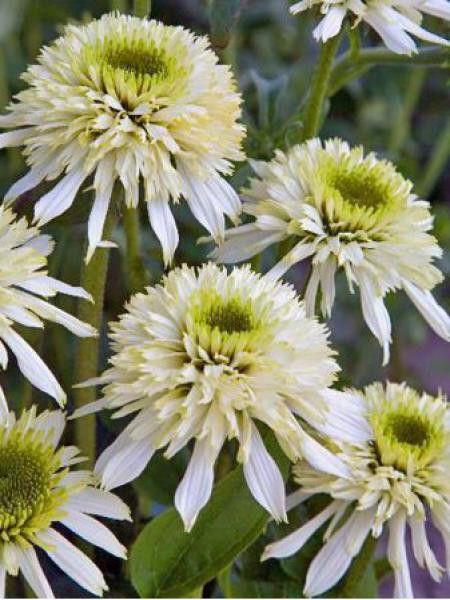Rudbeckia pourpre 'Mozzarella'