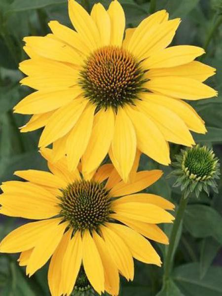 Rudbeckia pourpre 'Now Cheesier'
