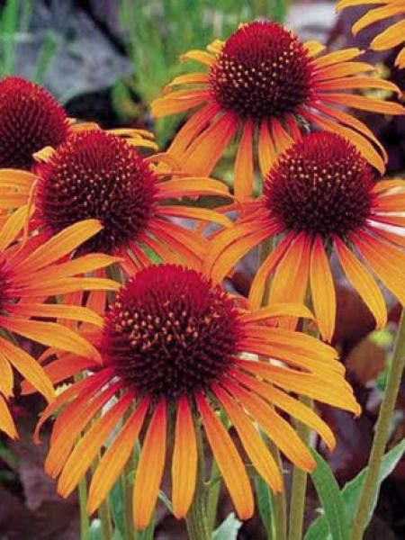 Rudbeckia pourpre 'Orange Passion'