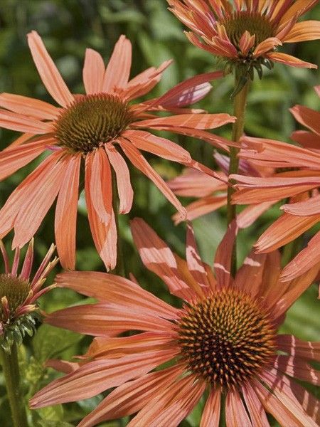 Rudbeckia pourpre 'Pacific Summer'