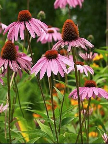 Rudbeckia pourpre 'Profusion'