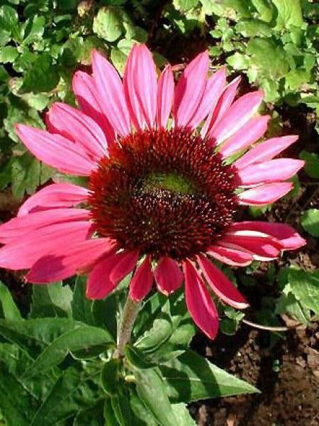 Rudbeckia pourpre 'Rubinstern'