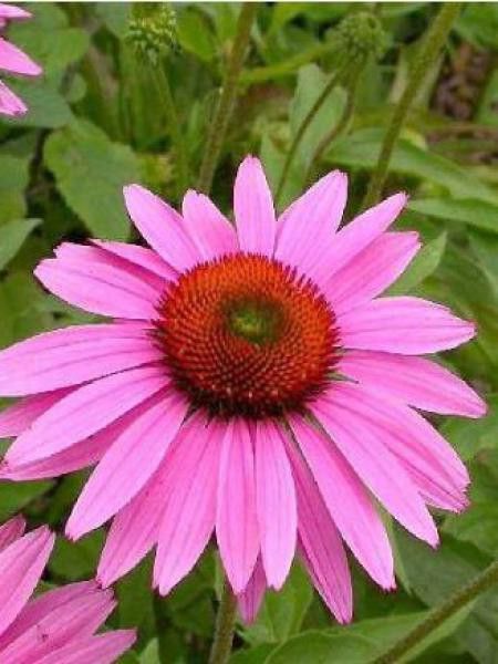 Rudbeckia pourpre 'Ruby Giant'