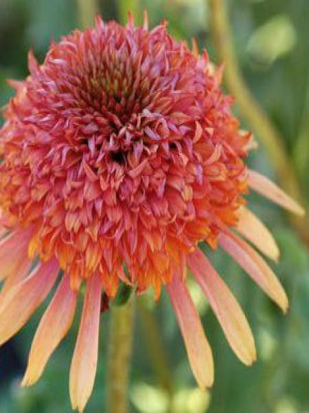 Rudbeckia pourpre 'Secret Desire'®