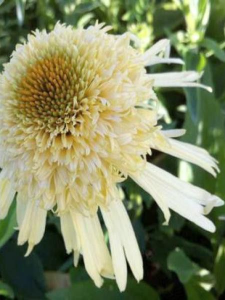 Rudbeckia pourpre 'Secret Joy'®