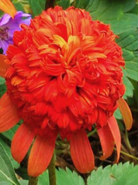 Rudbeckia pourpre 'Secret Lust'®