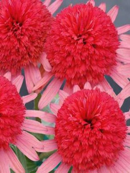 Rudbeckia pourpre 'Secret Passion'®