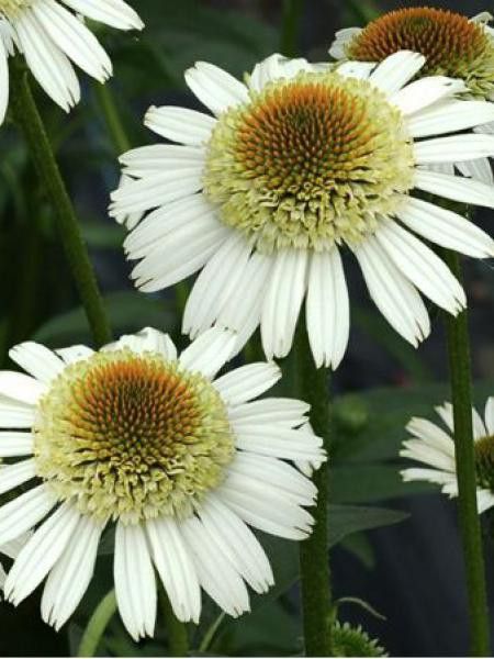 Rudbeckia pourpre 'Secret Pride'®