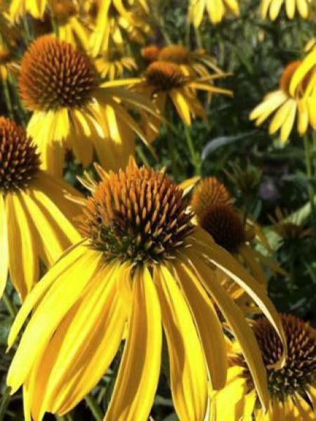 Rudbeckia pourpre 'Summer Breeze'®