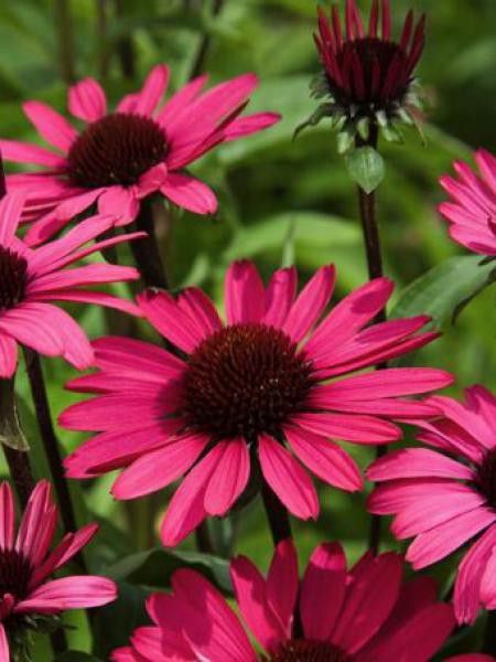 Rudbeckia pourpre 'Summer Cloud'