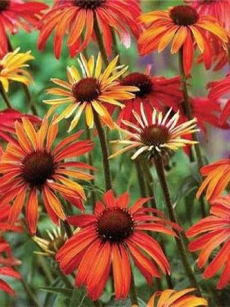 Rudbeckia pourpre 'Summer Sun'®