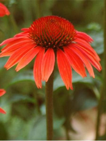 Rudbeckia pourpre 'Sundown'