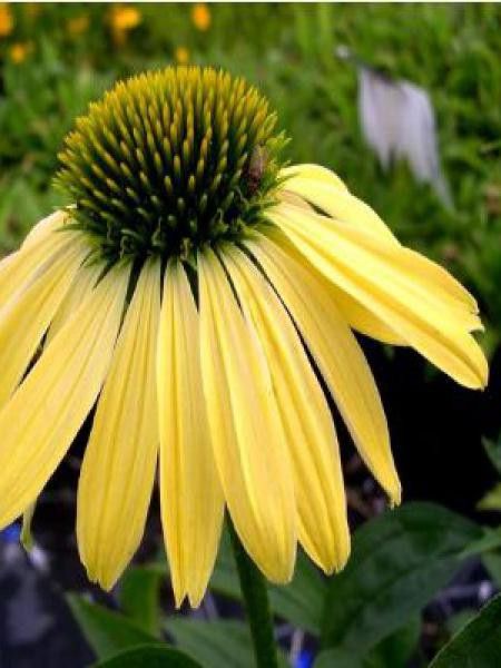 Rudbeckia pourpre 'Sunrise'
