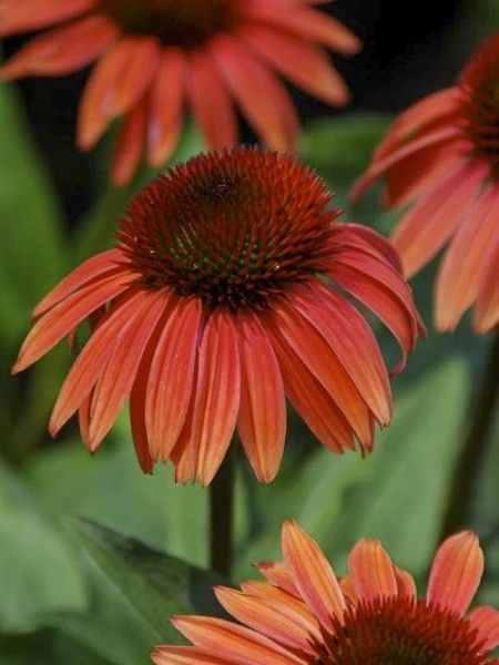 Rudbeckia pourpre 'Sunset'