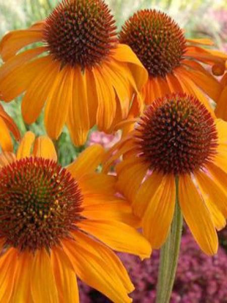 Rudbeckia pourpre 'Tiki Torch'®