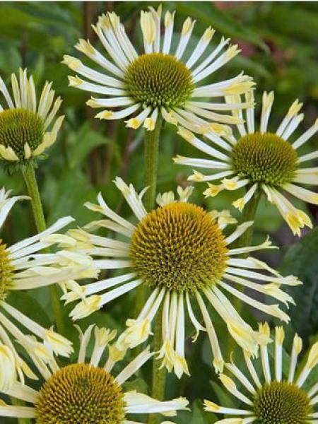 Rudbeckia pourpre 'Yellow Spider'