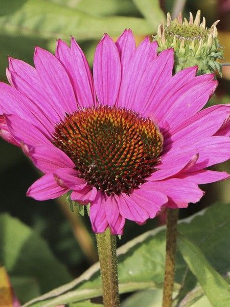 Rudbeckia 'Robin Hood'