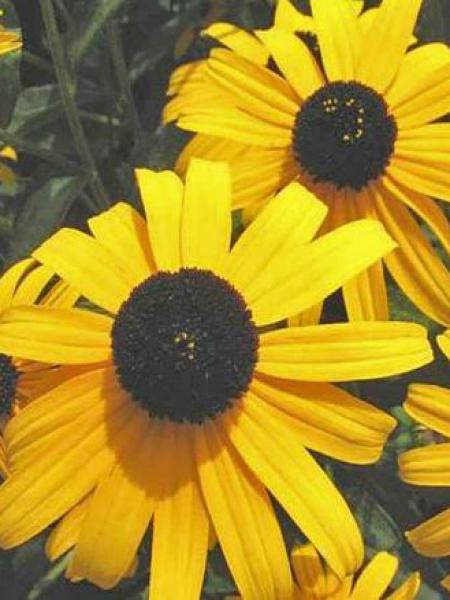 Rudbeckie 'City Garden'
