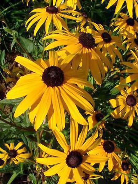Rudbeckie fulgida deamii 