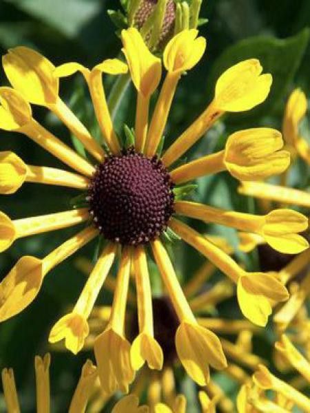 Rudbeckie 'Henry Eilers'