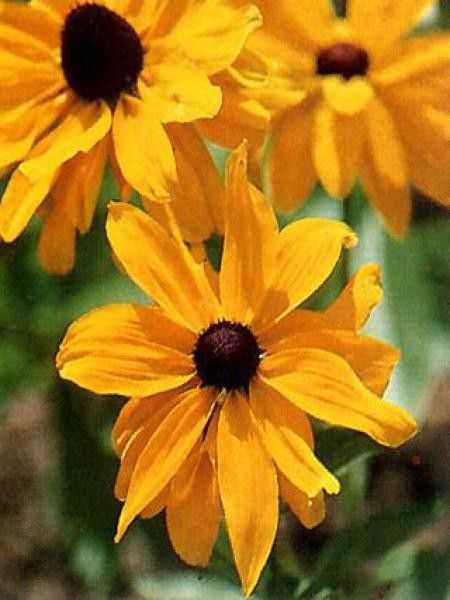 Rudbeckie 'Marmelade'
