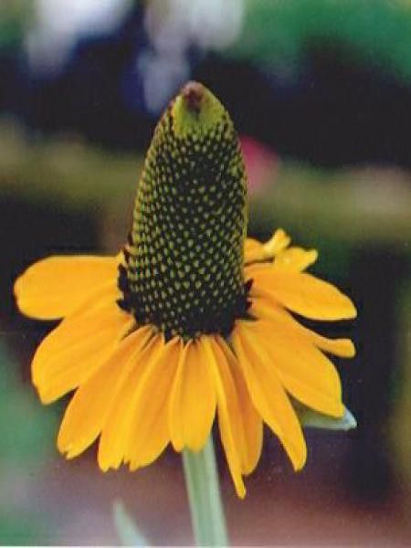 Rudbeckie maxima 