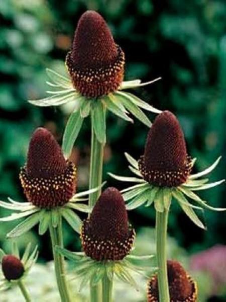 Rudbeckie occidentale 'Black Beauty'
