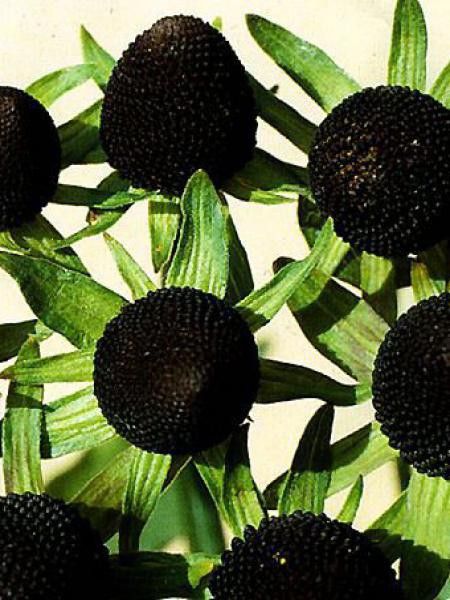 Rudbeckie occidentale  'Green Wizard'