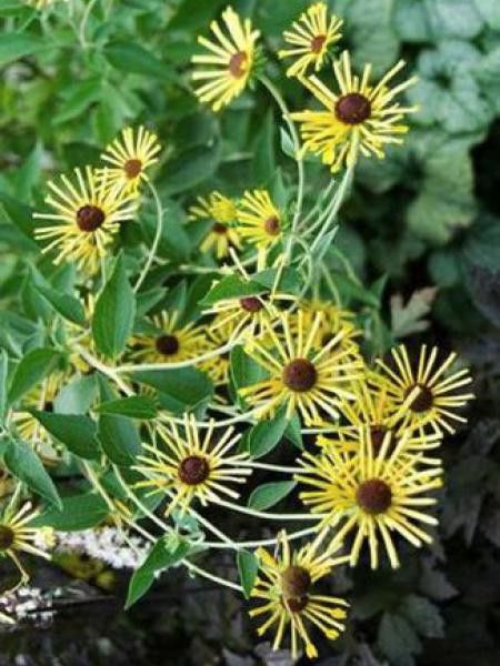 Rudbeckie subtomentosum