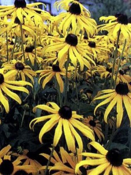 rudbeckie 'Var. Speciosa'