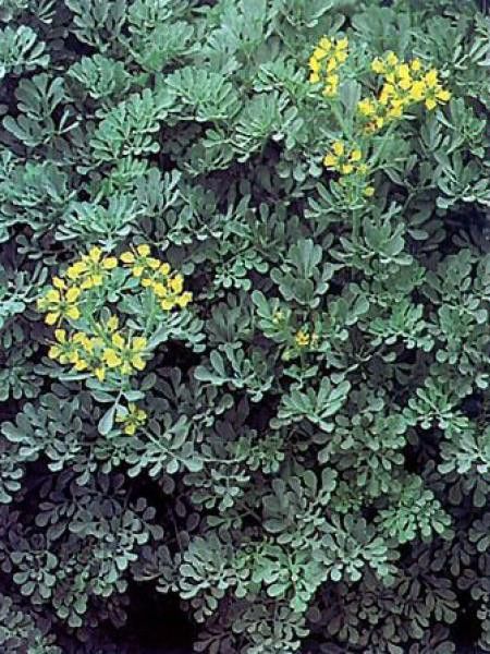 Rue 'Jackman's Blue'