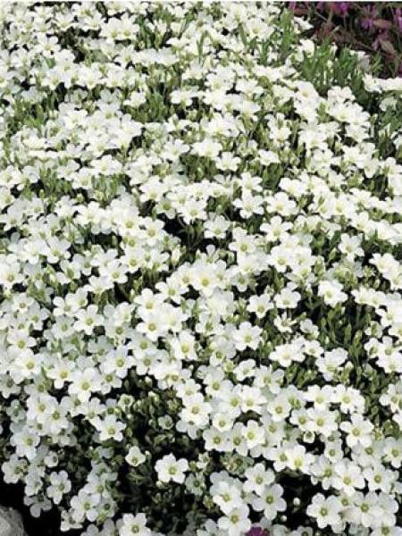 Sabline des montagnes