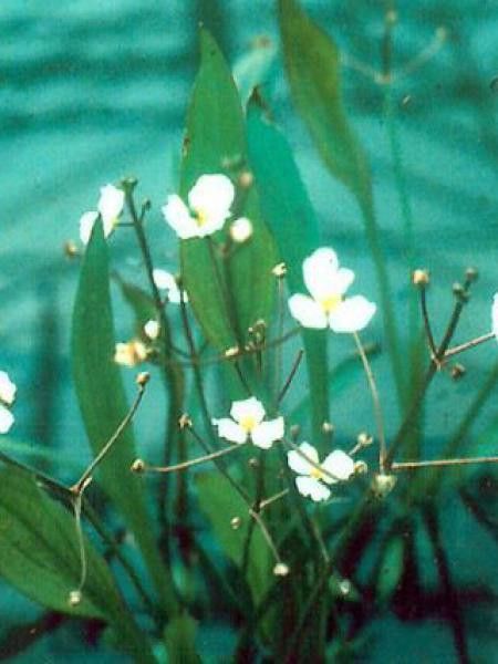 Sagittaire gramineuse