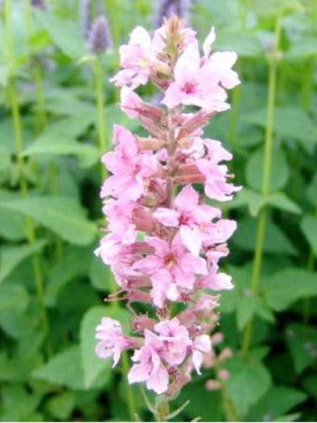 Salicaire commune 'Blush'